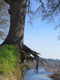 Genealogy Podcasts – Warts And All